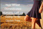 How Wheat Domesticated Humans, Left Us Dying To Be Gluten Free