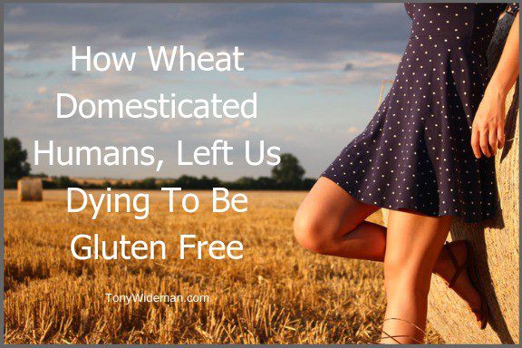 How Wheat Domesticated Humans, Left Us Dying To Be Gluten Free