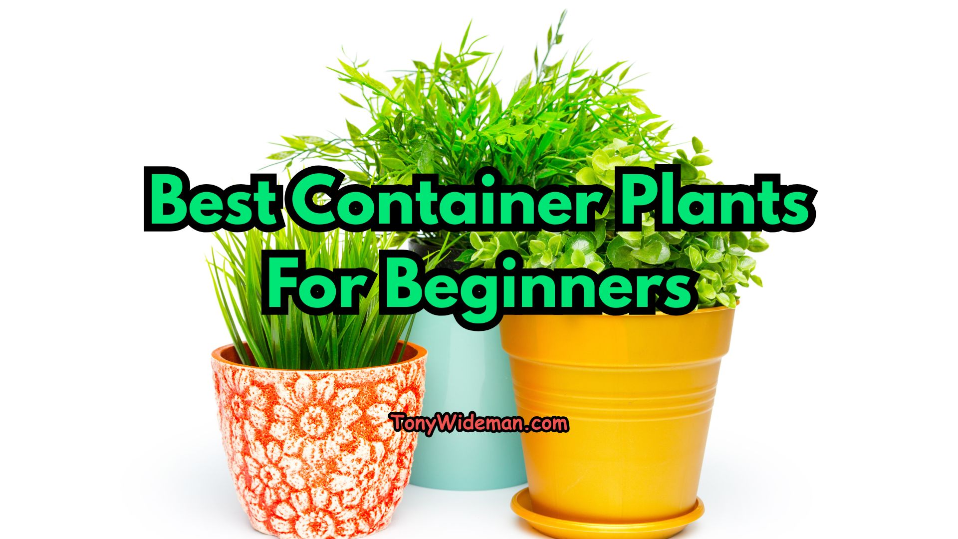 Best Container Plants For Beginners