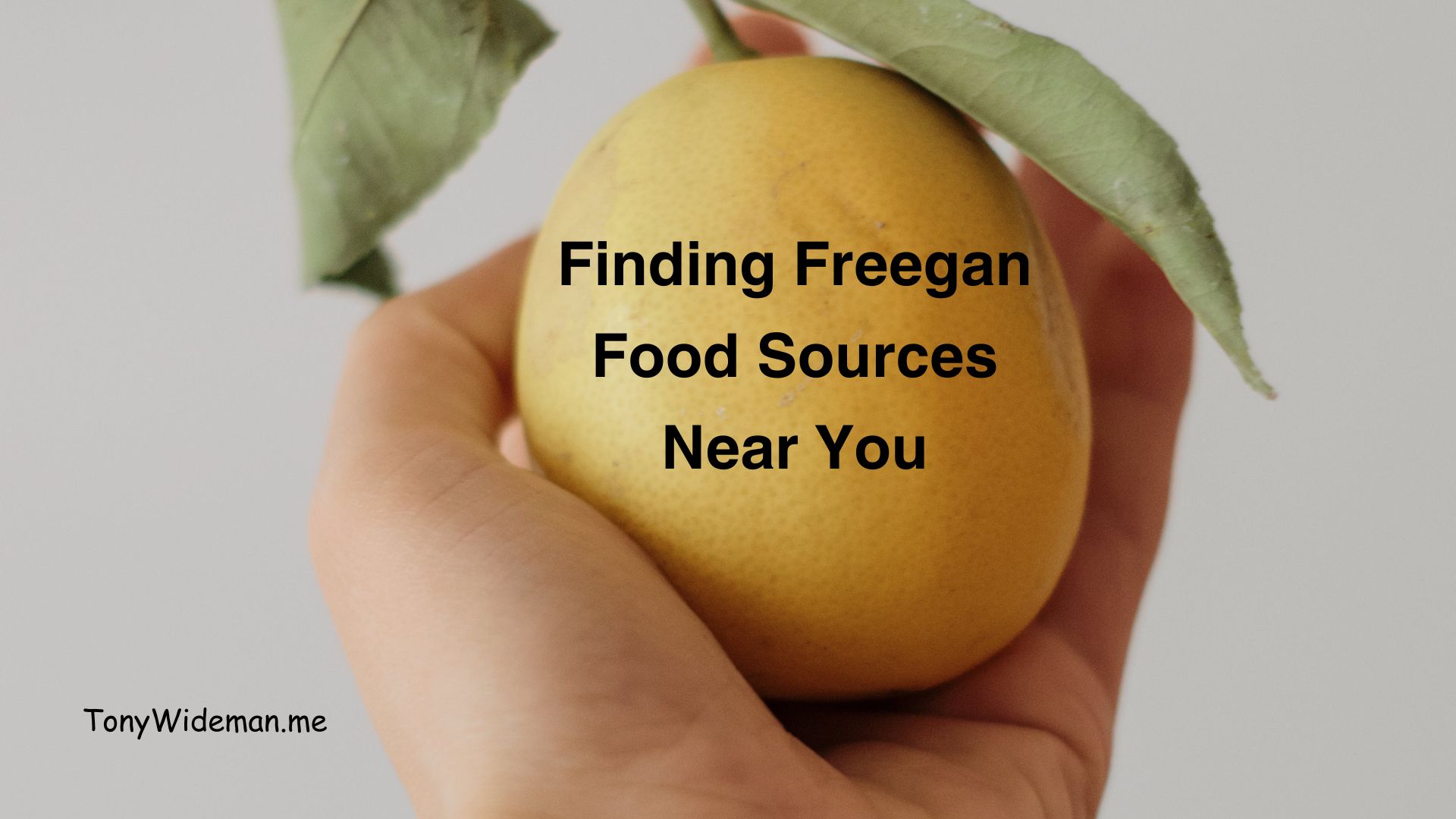 Freegan Food Sources