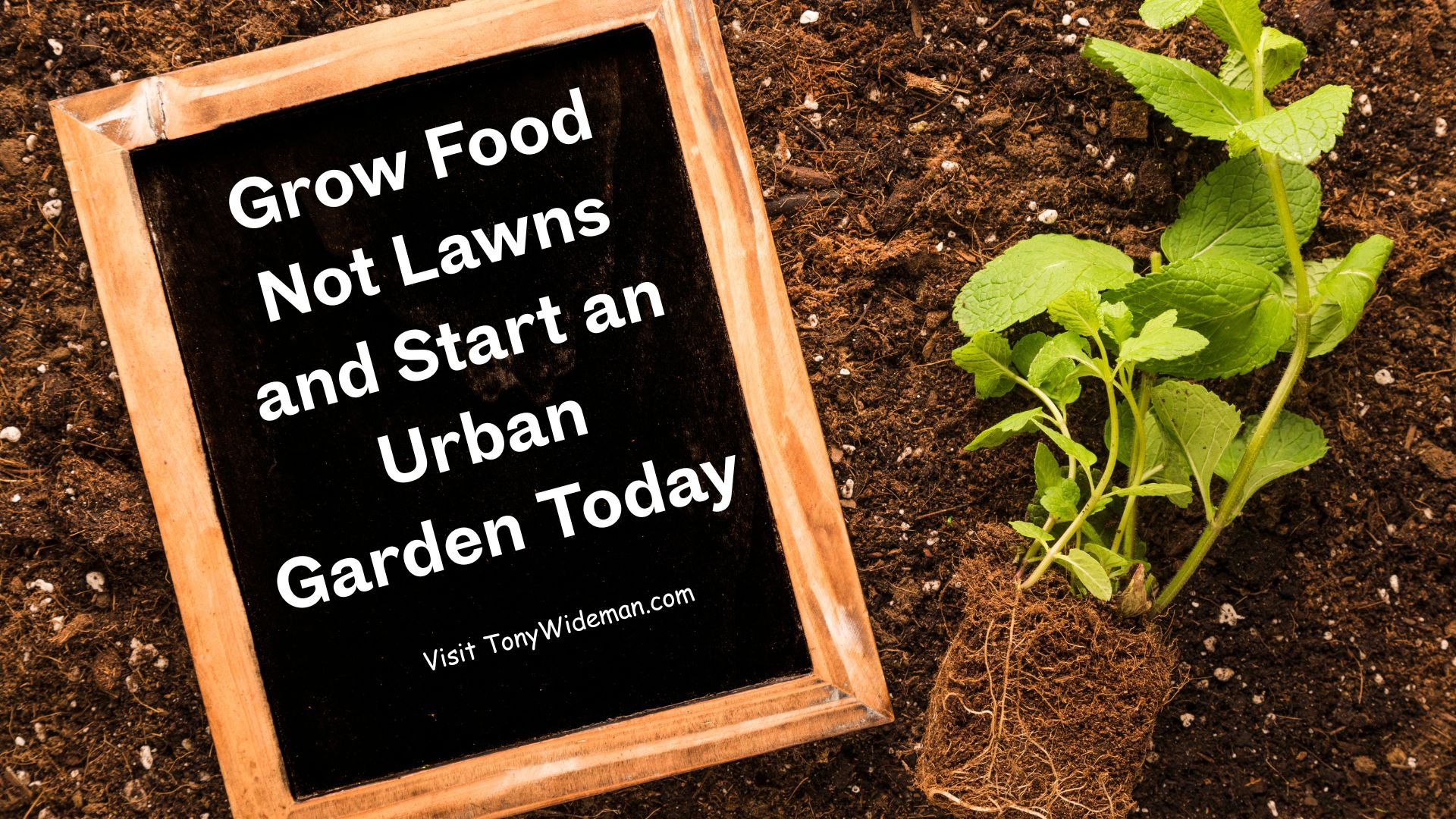 Grow Food Not Lawns and Start an Urban Garden Today